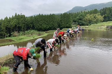 田植え③